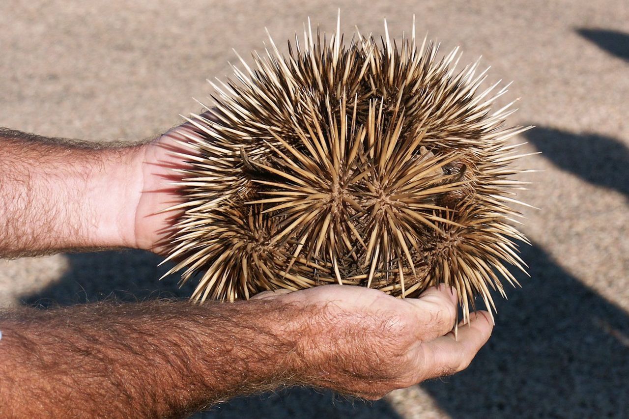a man holds an echidna curled up into a spiky ball