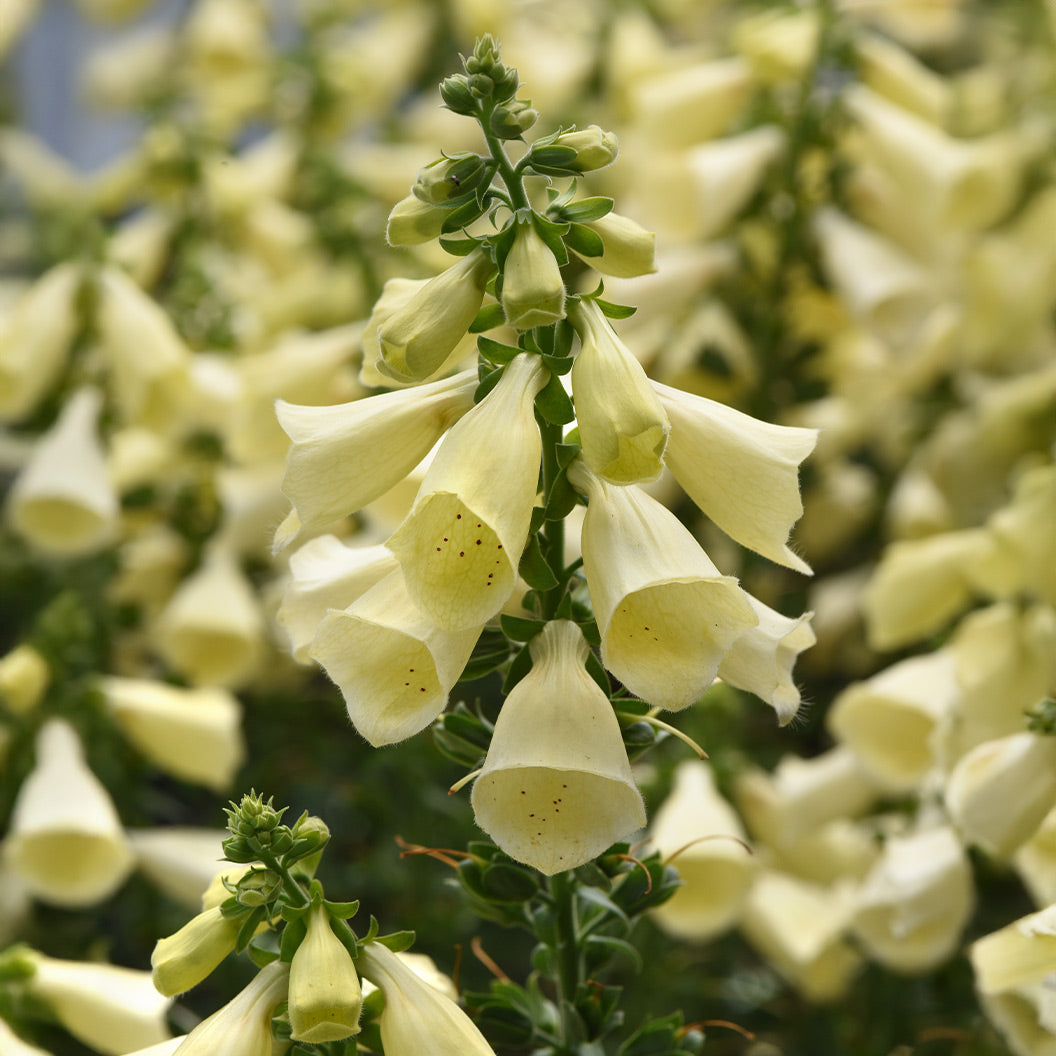 Arctic Fox&amp;trade; Lemon Cream Foxglove