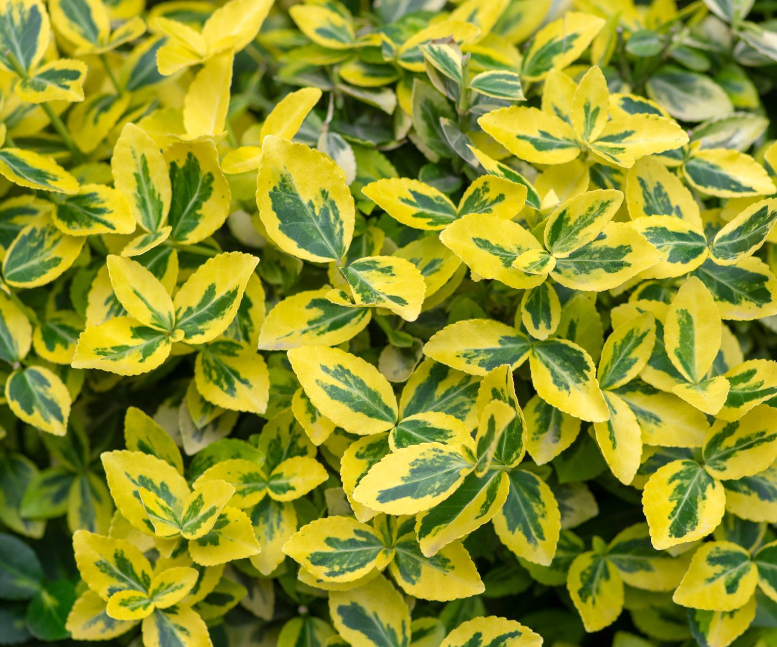 10 of the best euonymus varieties for your yard Homes & Gardens