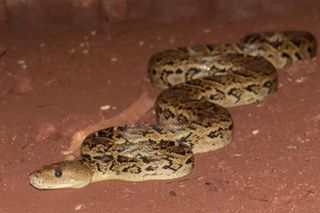 Absolutely Crazy Person Escapes Sleeping Bag Full Of Poisonous Rattle  Snakes To Make A Point - BroBible