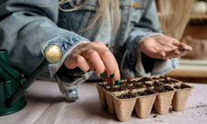 hands sowing seeds into small cardboard seed tray