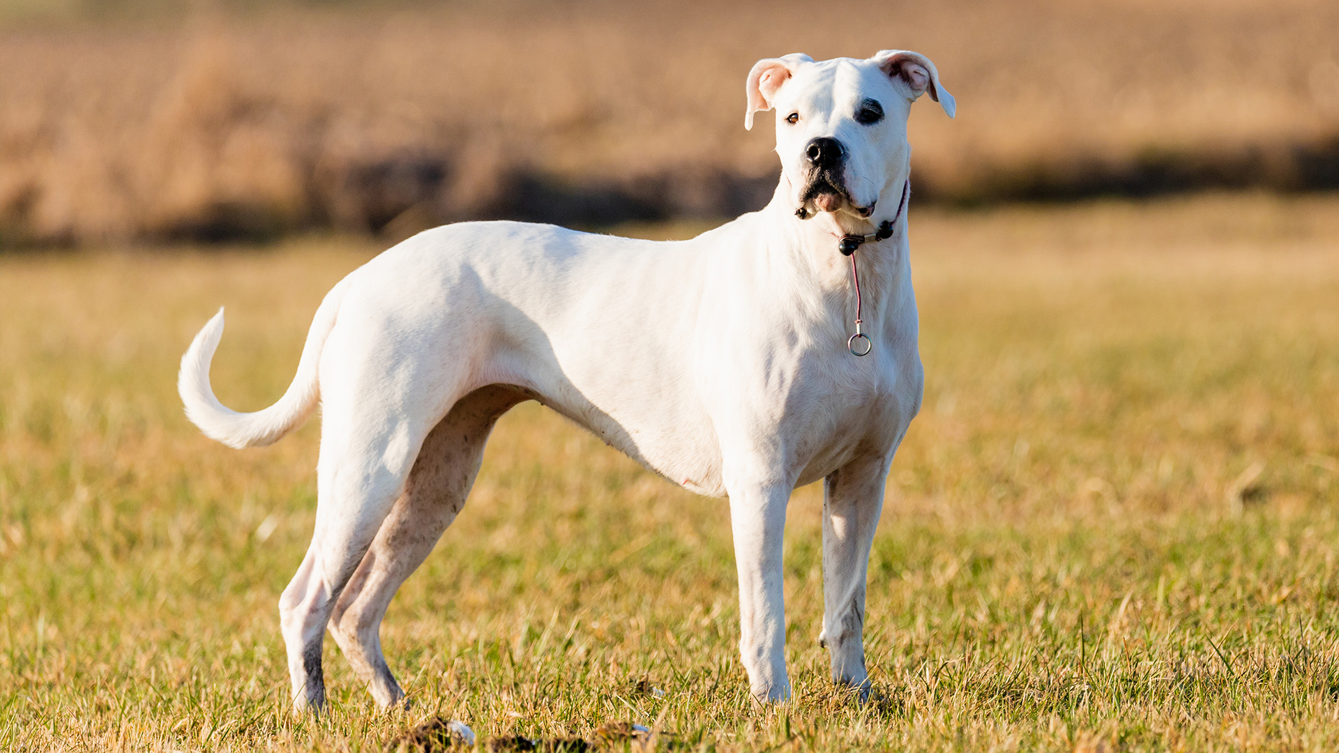 White Dogo Argentino standing side on on grass