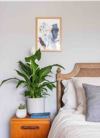 peace lily plant on bedside table