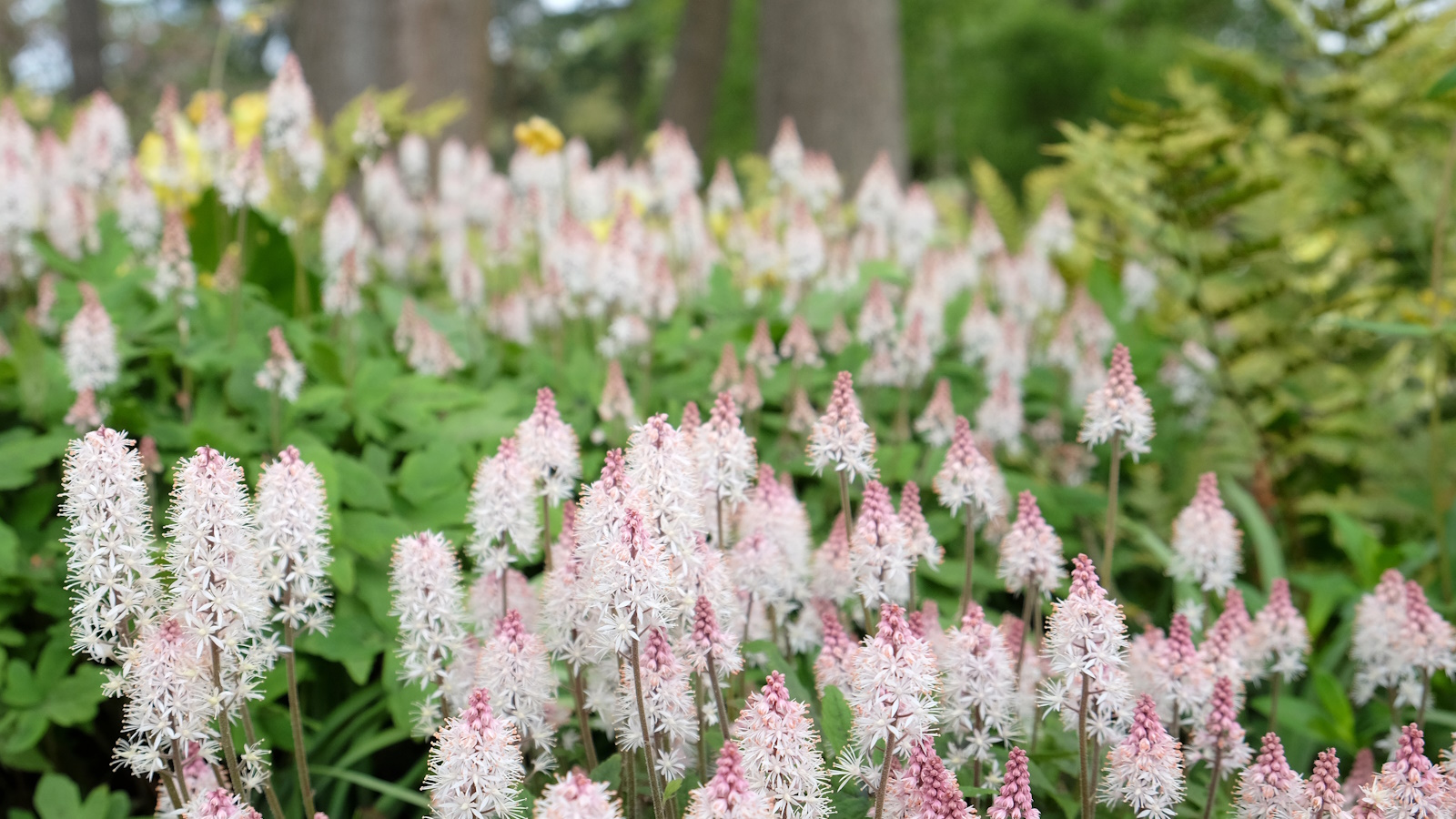 Tiarella blooming with white and pink flowers in a woodland garden border