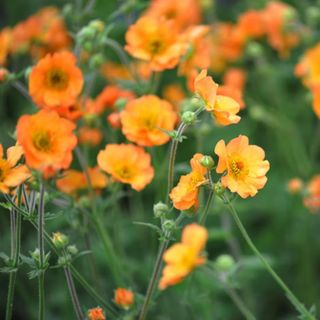 A collection of orange geum flowers with stalks and foliage in the background