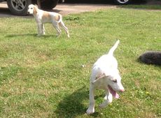 Stolen-hound-puppies.jpeg