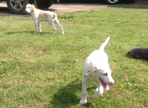 Stolen-hound-puppies.jpeg