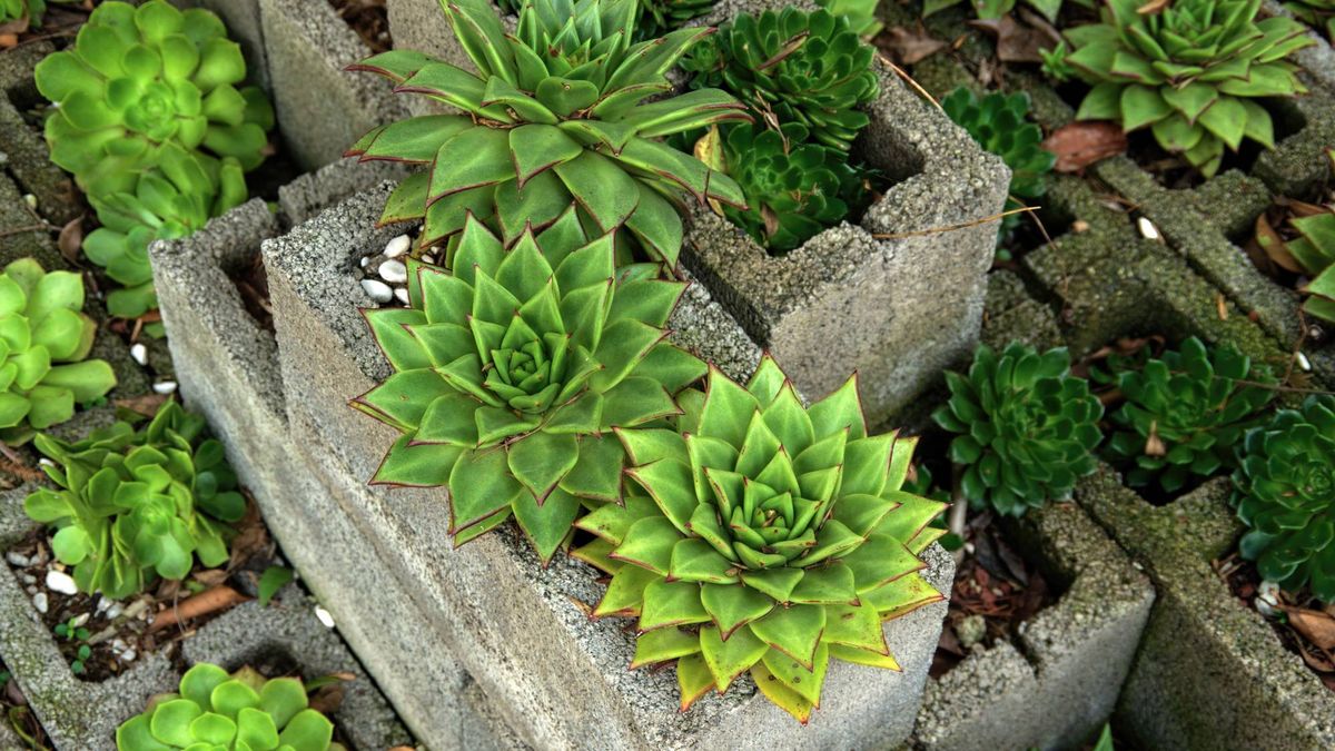 Cinder Blocks Get a Bad Rap, but They're Actually an Amazing Container Garden Alternative – And They Cost Less Than $3!