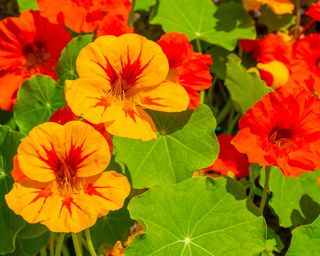 Yellow and red nasturtium flowers Tropaeolum majus