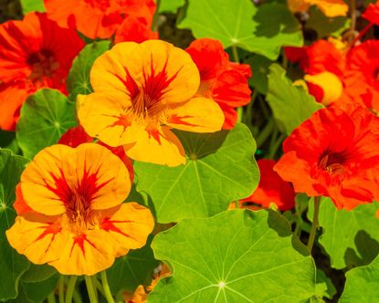 What to plant in June: our top 10 picks for vibrant gardens | Gardeningetc