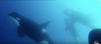 Type D killer whales off the coast of Chile.