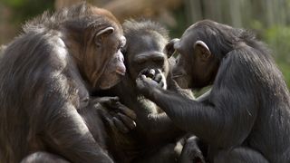 three chimpanzees sitting together looking at something in one of their hands