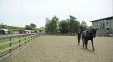 Long-reining-video.jpg