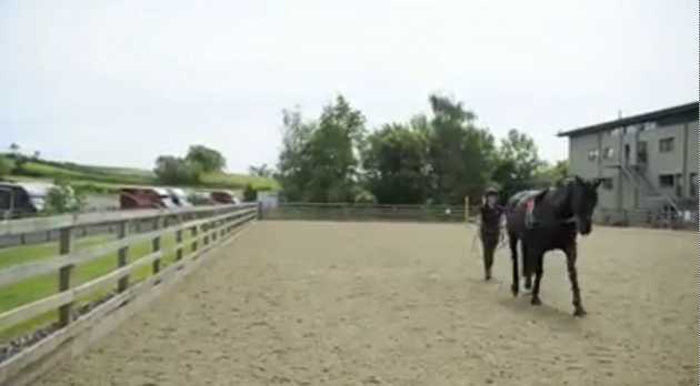 Long-reining-video.jpg
