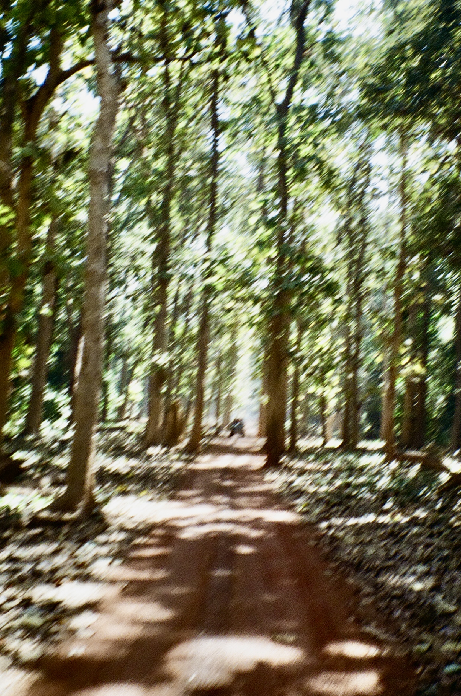 Utter Pradesh safari