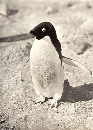 polar-auction-5-penguin-110915-02