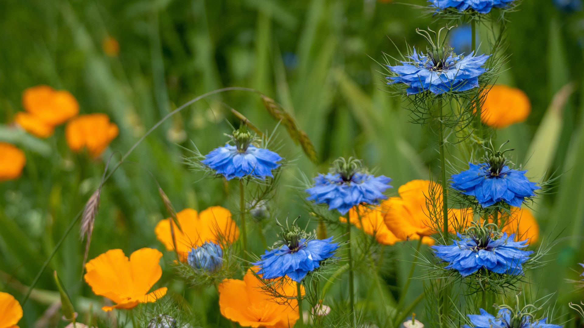 picture cornflowers and other annual flowers growing in garden