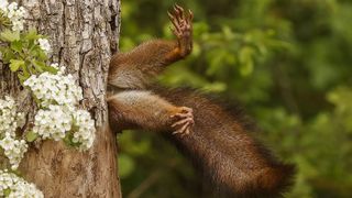 This squirrel stuck in a tree like a Road Runner cartoon is among the finalists of the Nikon Comedy Wildlife Awards