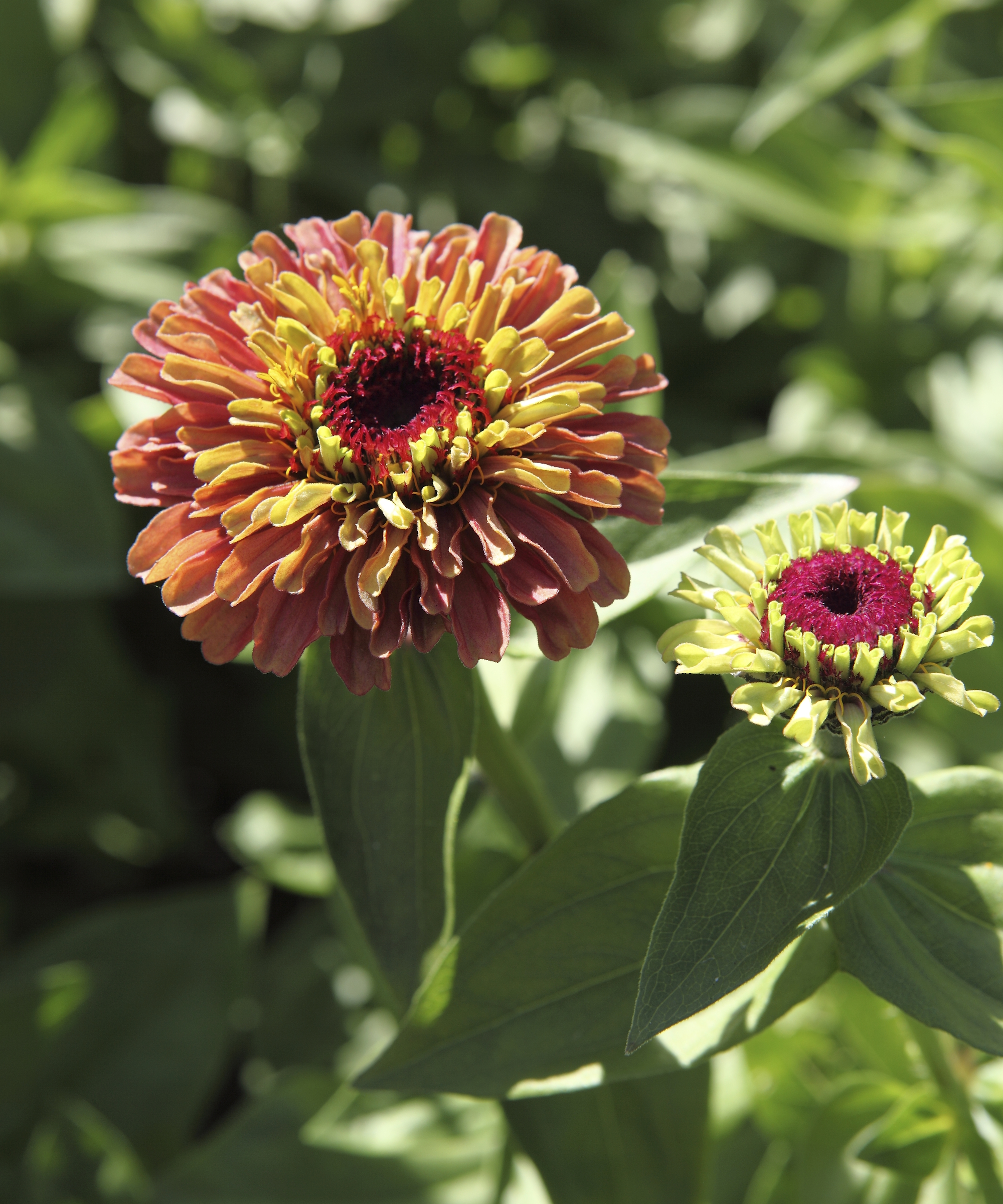 Zinnia 'Queen Red Lime' blooming in shades of orange and yellow, and red and green