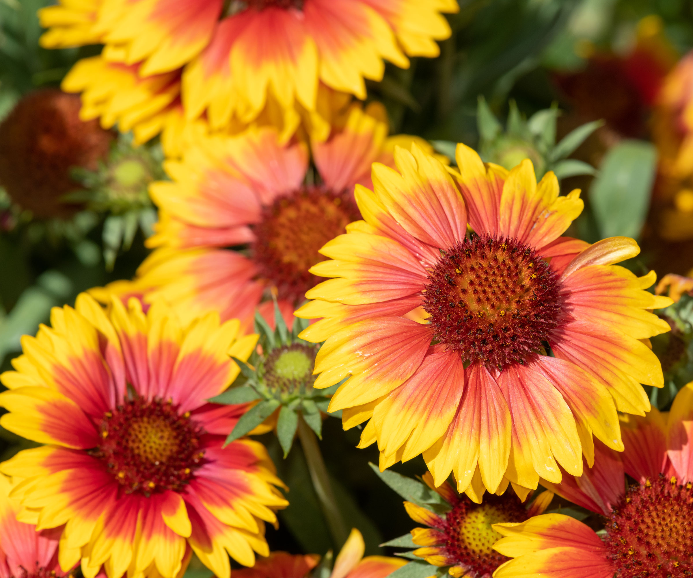 bright yellow and orange blanket flowers