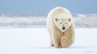 A polar bear walking through the Arctic National Wildlife Refuge in Alaska.