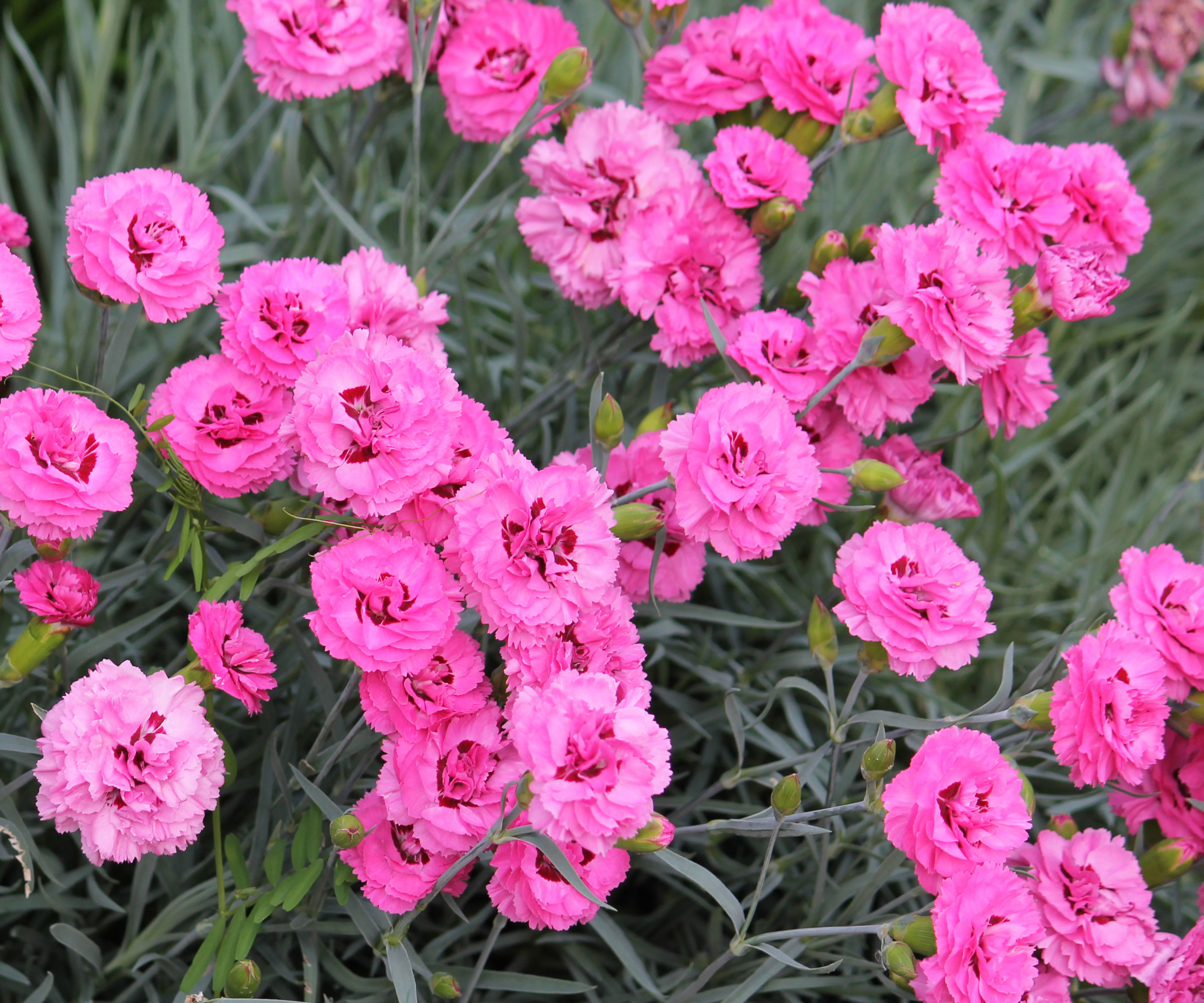 pink dianthus flowers in garden border