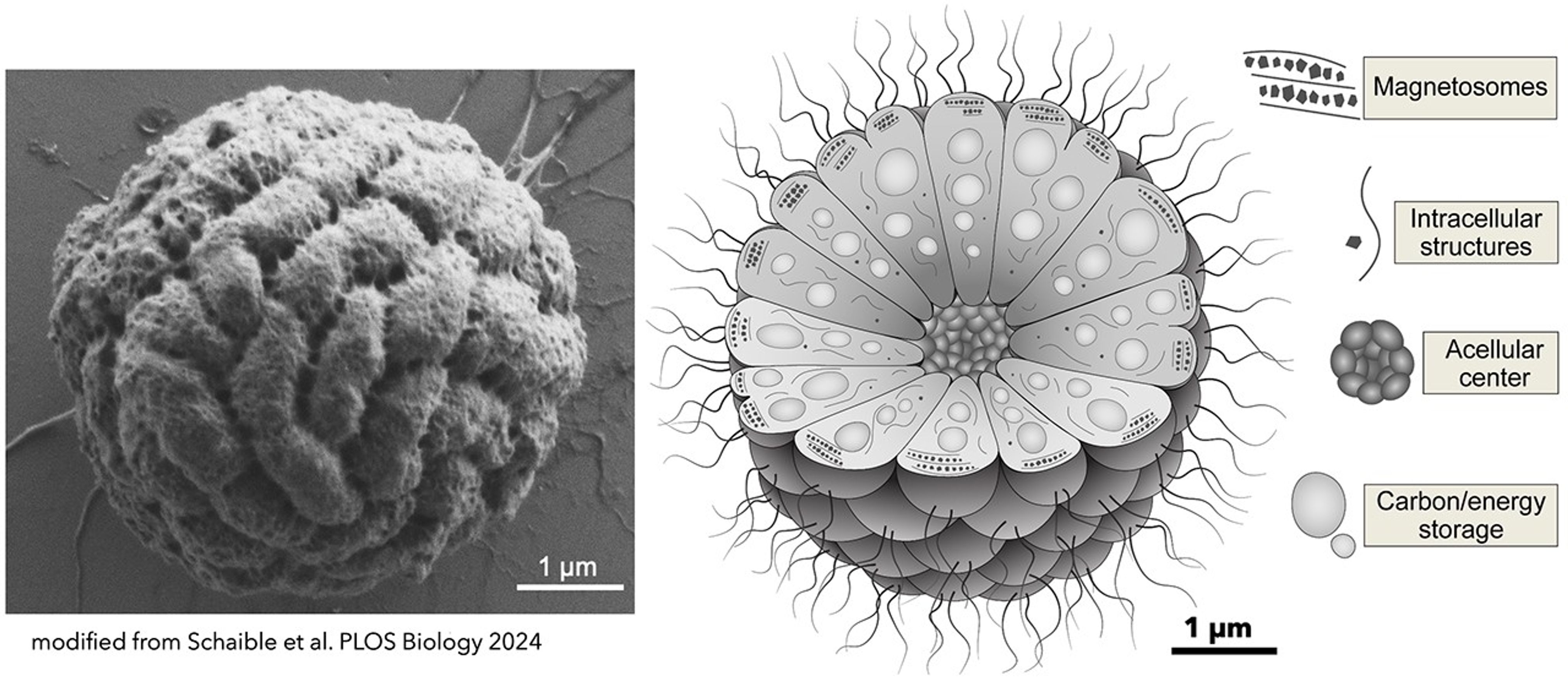 A black and white image of MMB on the left, and a diagram of its insides on the right.
