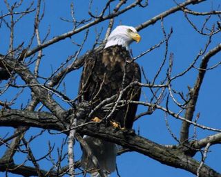 The bald eagle was listed as endangered in 1967 when there were only 487 nesting pairs. By 2007, the U.S. Fish and Wildlife Service determined that the species had recovered, with an estimated 4,215 pairs, and removed bald eagles from the list.
