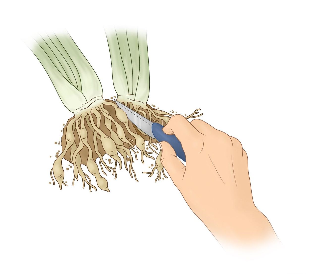 Illustration Of Hand Dividing Plant With Small Knife