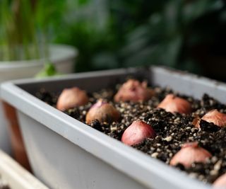 Onion bulbs planted in a container