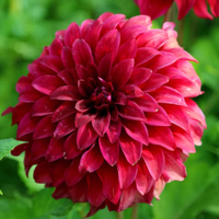 Dahlia 'Spartacus' Senior | from £5.49 at Crocus