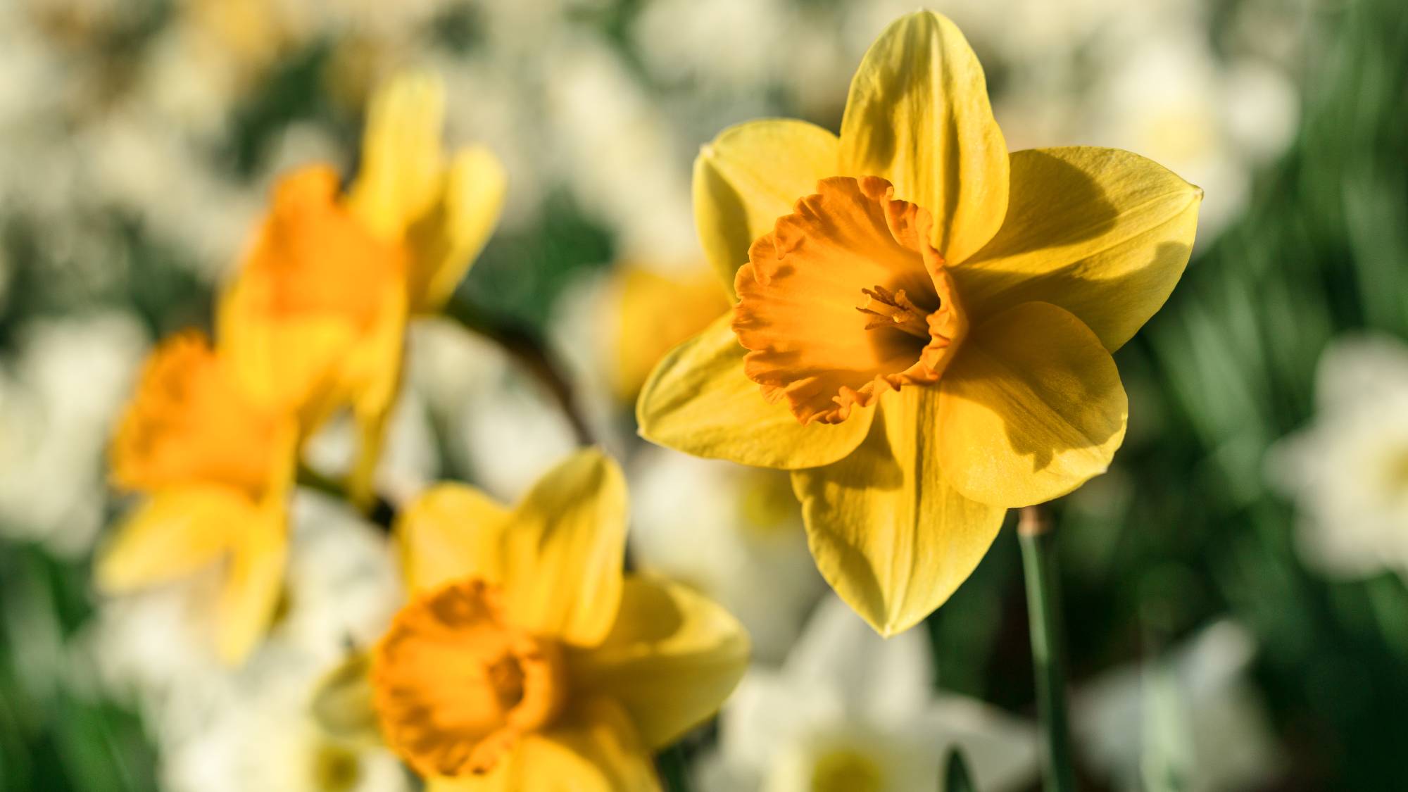 Close up of four blooming daffodil flowers