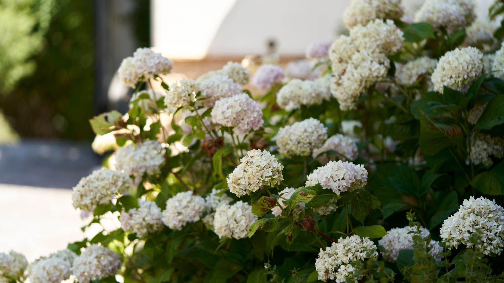 picture of white hydrangea bush growing in garden