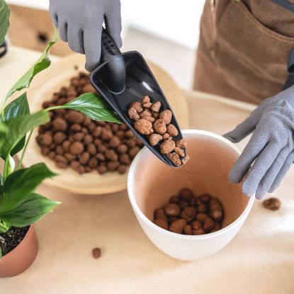 Semi-hydro LECA pebbles used to repot plant