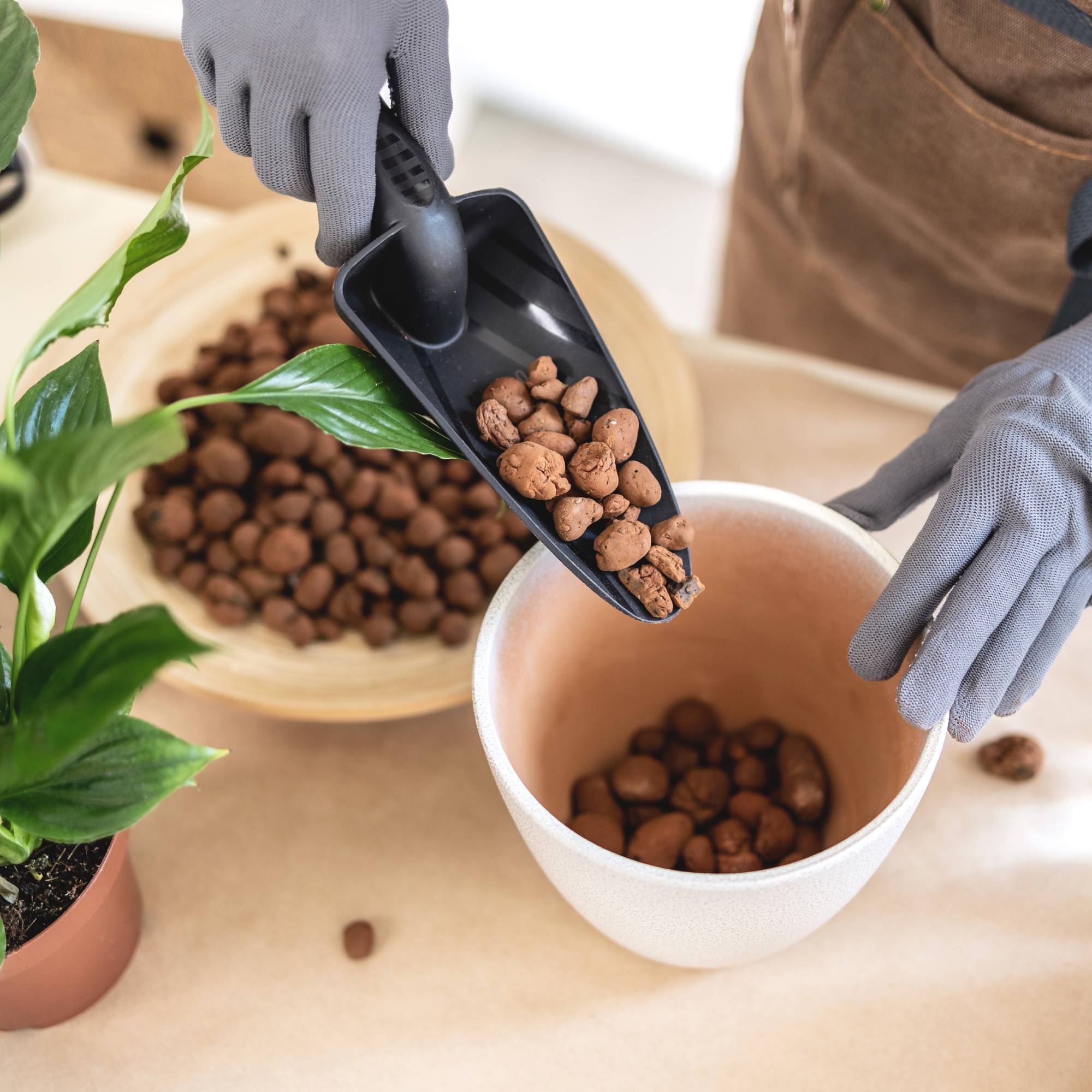 Semi-hydro LECA pebbles used to repot plant