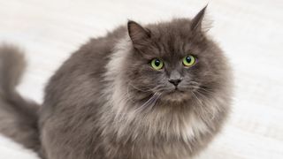 Nebelung cat