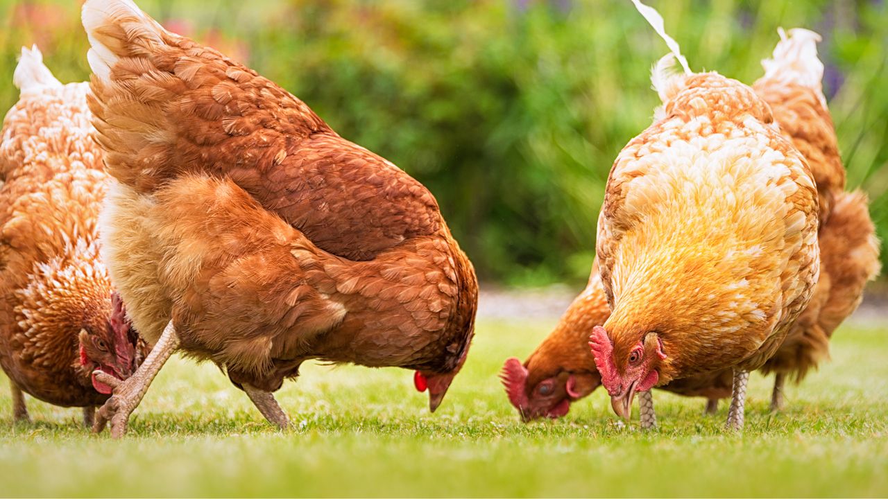 guide to keeping chickens in a garden