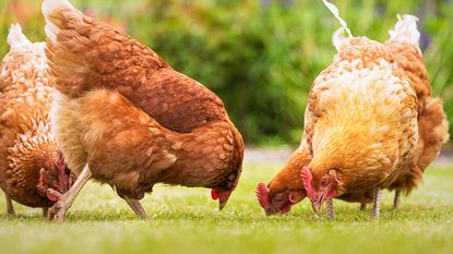guide to keeping chickens in a garden