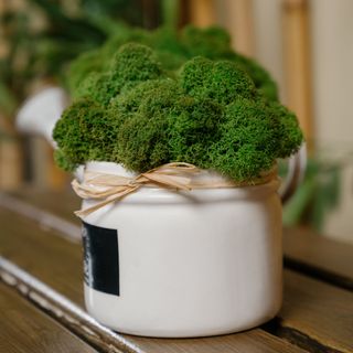 Green moss in a white pot with ribbon around it