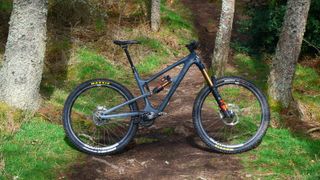Zerode Katipo pictured from the side in some woods