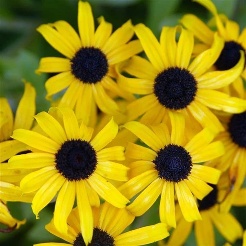 American Gold Rush Black-Eyed Susan