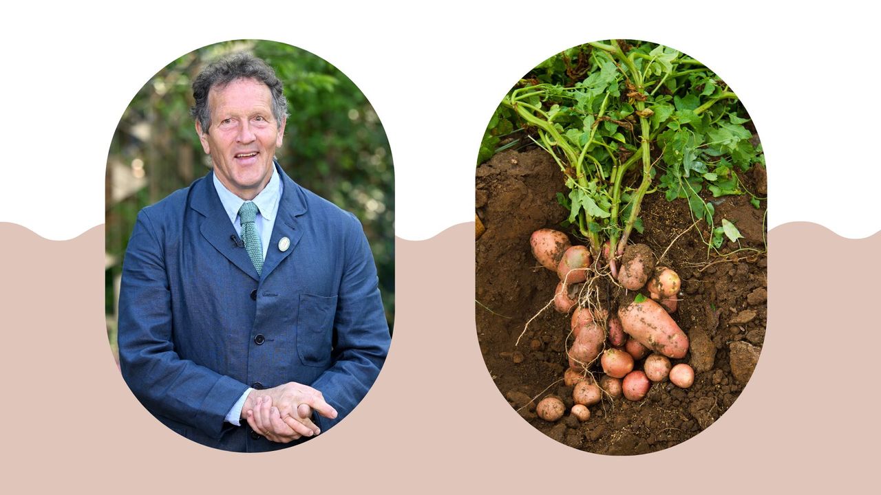 composite of pictures of monty don and freshly dug potatoes to support Monty Don&#039;s potato harvesting advice