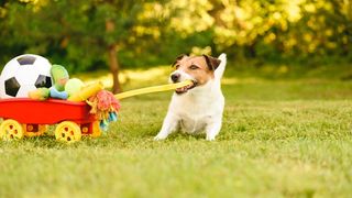 32 common dog behavior problems and solutions