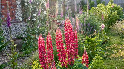 Lupins blooming in a cottage garden