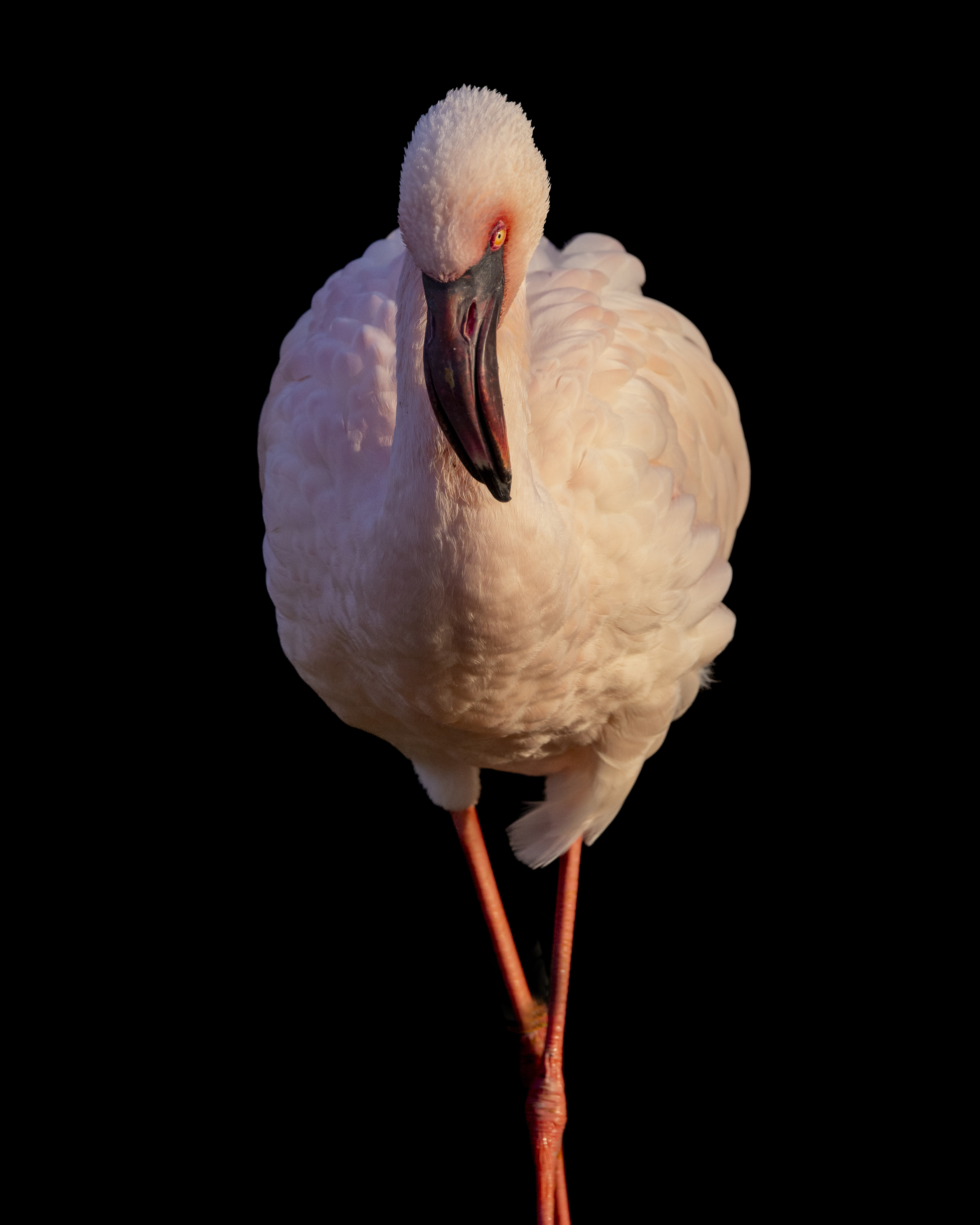 Flamingo photographed against a dark background to create low-key effect