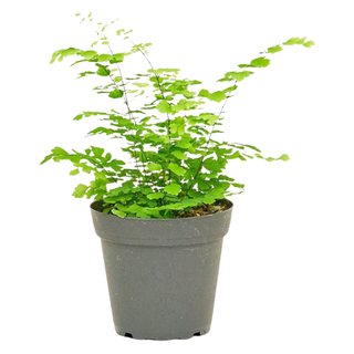 A live maidenhair fern from Amazon