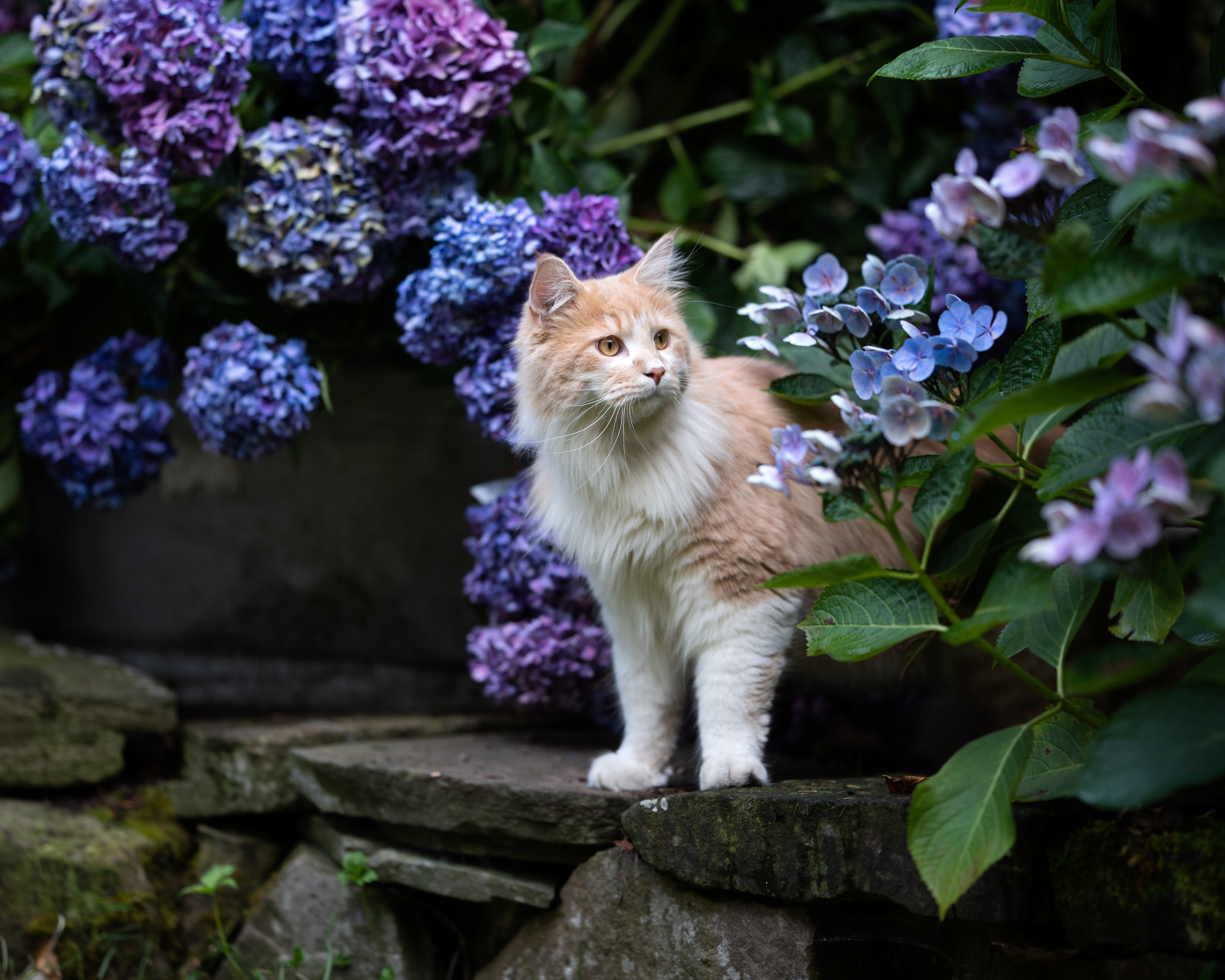 Cat and hydrangeas