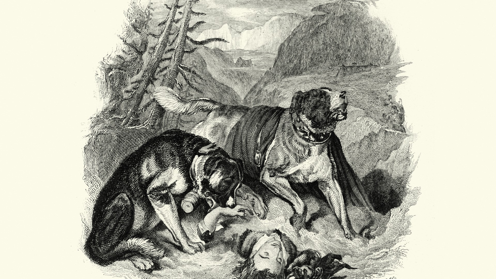 A vintage painting of Swiss search and rescue Saint Bernards