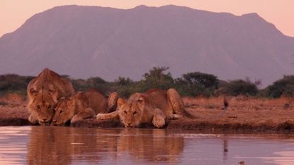 Lions in Shampole