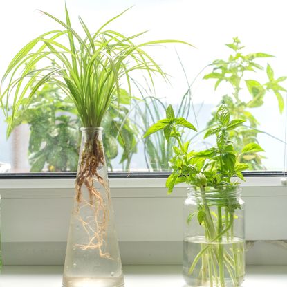 mixed herbs growing in jars of water on windowsill